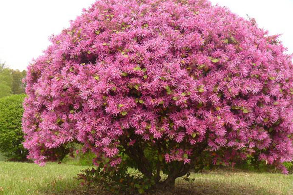 紅花繼木5.jpg