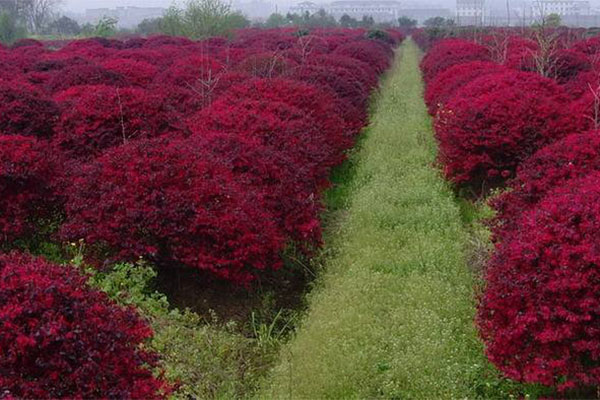 紅花繼木7.jpg