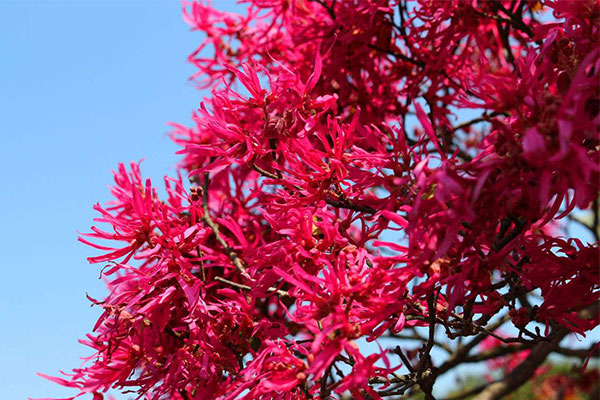 紅花繼木3.jpg