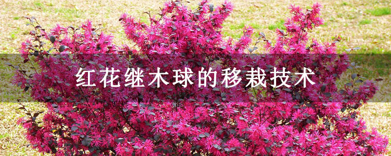 紅花繼木球 紅花繼木球