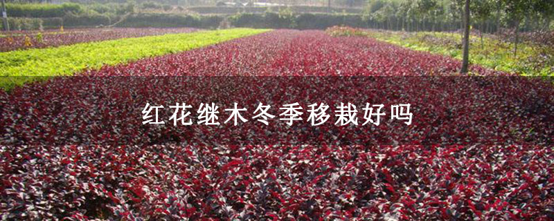 紅花繼木 紅花繼木