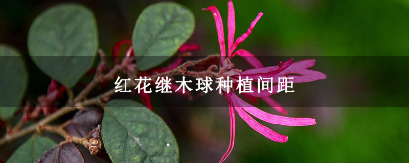 紅花繼木 紅花繼木