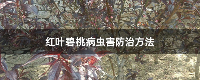 紅葉碧桃病蟲害防治方法 紅葉碧桃病蟲害防治方法