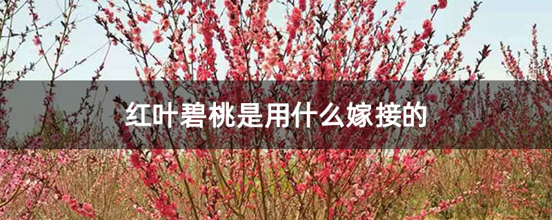 紅葉碧桃是用什么嫁接的 紅葉碧桃是用什么嫁接的