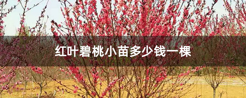 紅葉碧桃小苗多少錢一棵 紅葉碧桃小苗多少錢一棵