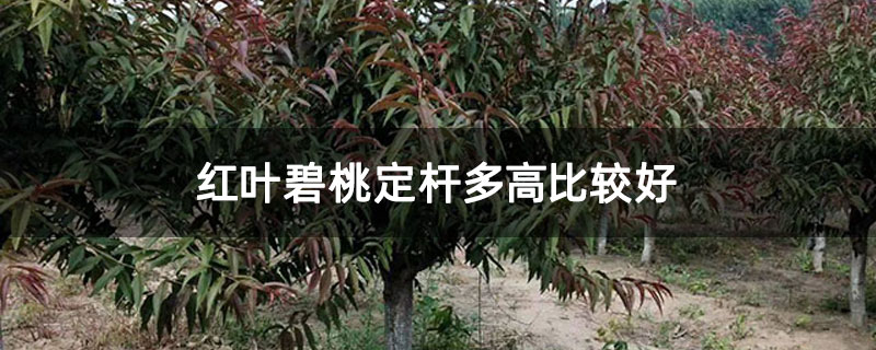 紅葉碧桃定桿多高比較好 紅葉碧桃定桿多高比較好