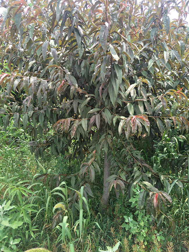 紅葉碧桃種子如何種植?紅葉碧桃種植經驗 紅葉碧桃種子如何種植?紅葉碧桃種植經驗