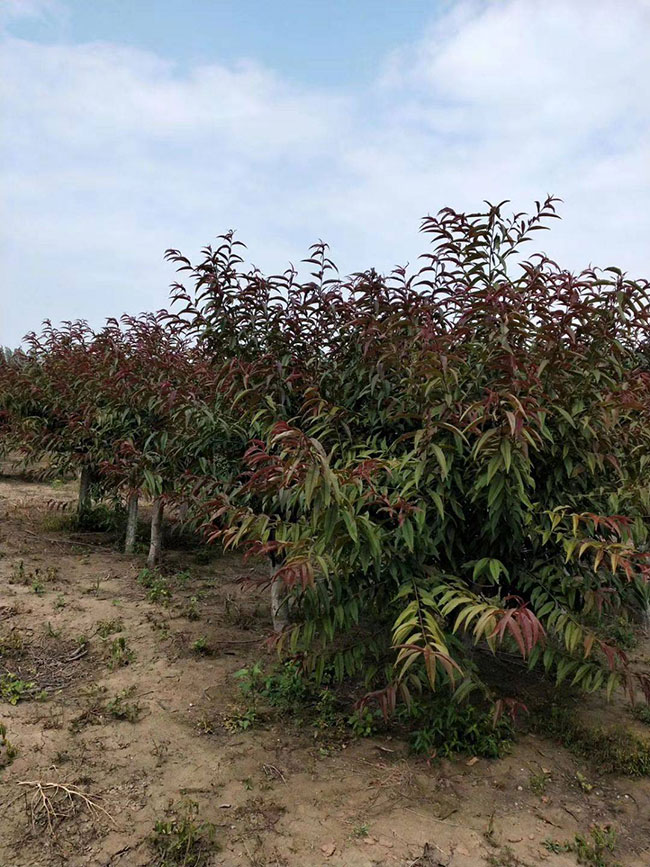 紅葉碧桃種子如何種植?紅葉碧桃種植經驗 紅葉碧桃種子如何種植?紅葉碧桃種植經驗