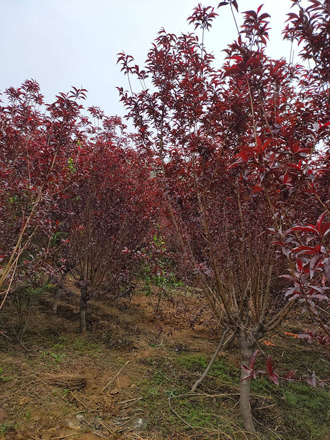 紅葉碧桃種子如何種植?紅葉碧桃種植經驗 紅葉碧桃種子如何種植?紅葉碧桃種植經驗