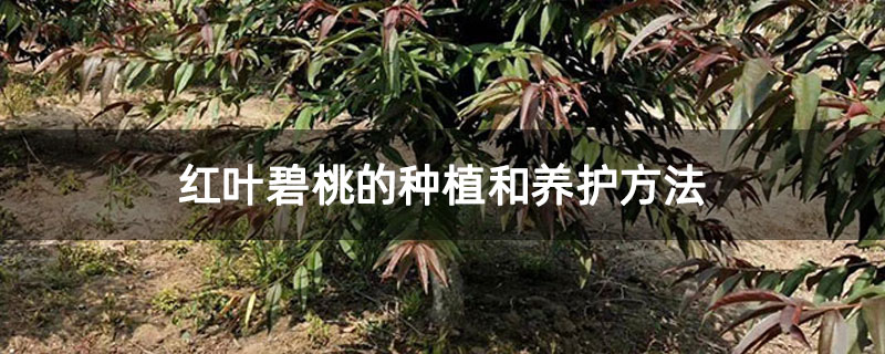 紅葉碧桃的種植和養護方法 紅葉碧桃的種植和養護方法