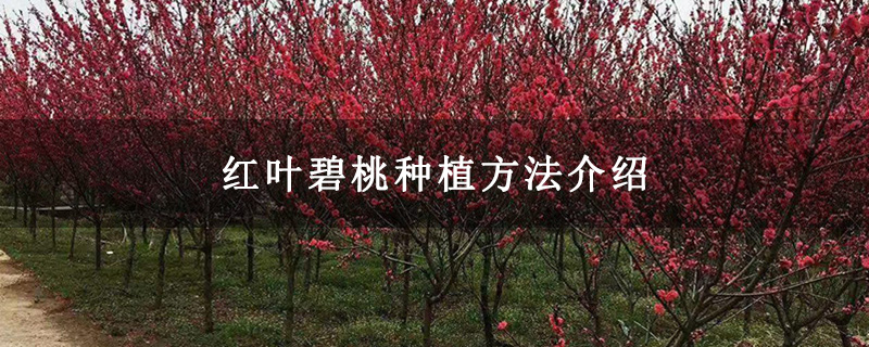 紅葉碧桃種植方法介紹 紅葉碧桃種植方法介紹