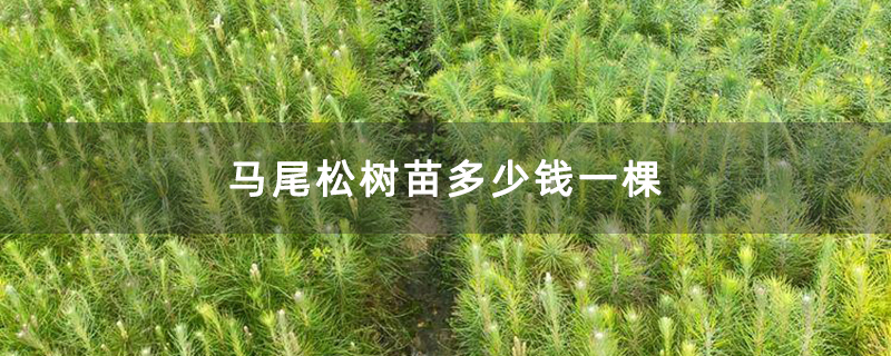 馬尾松樹苗多少錢一棵 馬尾松樹苗多少錢一棵