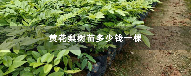 黃花梨樹苗多少錢一棵 黃花梨樹苗多少錢一棵