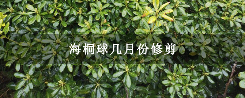 海桐球幾月份修剪 海桐球幾月份修剪