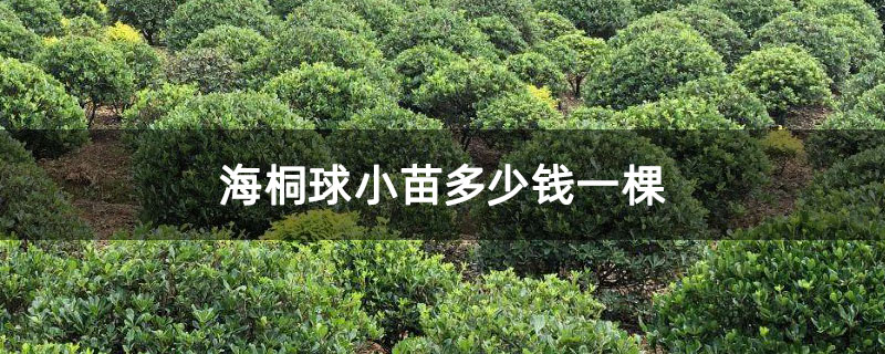 海桐球小苗多少錢一棵 海桐球小苗多少錢一棵