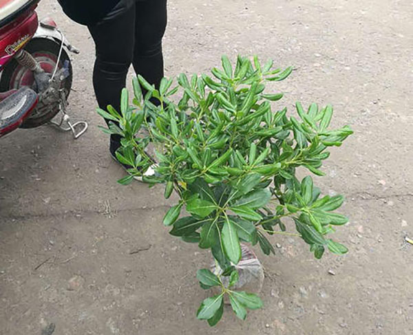 海桐小毛球 海桐小毛球