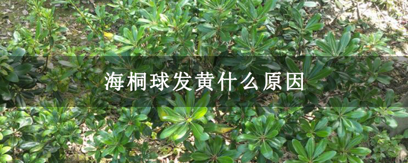海桐球發黃什么原因 海桐球發黃什么原因