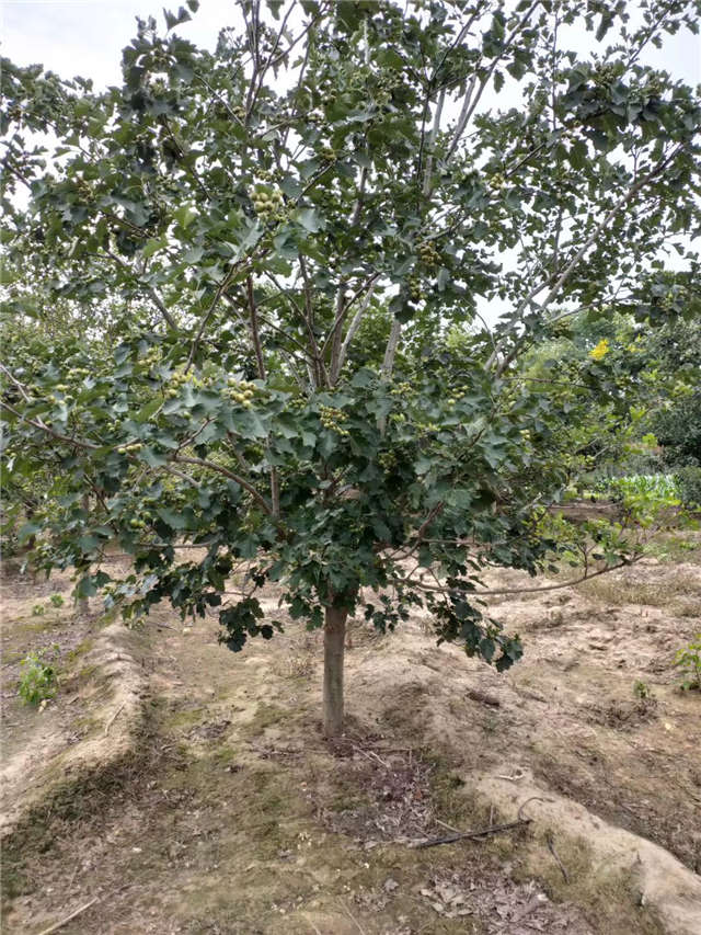 沭陽長景園林山楂種植基地實拍圖片 沭陽長景園林山楂種植基地實拍圖片