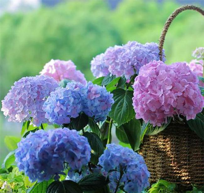 繡球花 繡球花