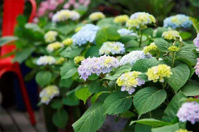 繡球花 繡球花