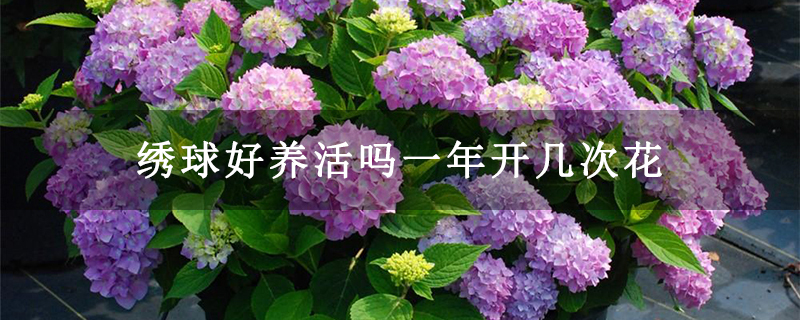 繡球好養活嗎一年開幾次花 繡球好養活嗎一年開幾次花