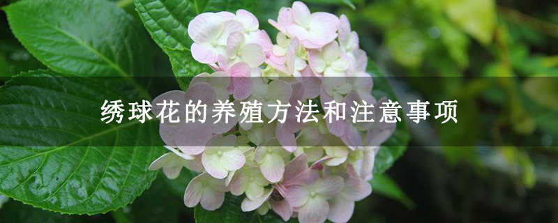 繡球花的養殖方法和注意事項 繡球花的養殖方法和注意事項