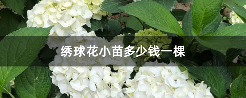 繡球花小苗多少錢一棵