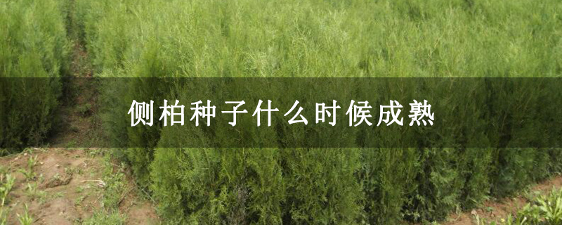 側柏種子什么時候成熟 側柏種子什么時候成熟