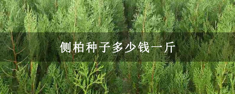 側柏種子多少錢一斤 側柏種子多少錢一斤