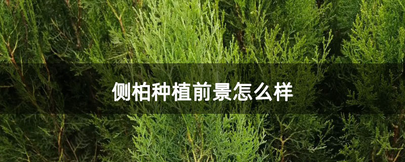 側柏種植前景怎么樣 側柏種植前景怎么樣