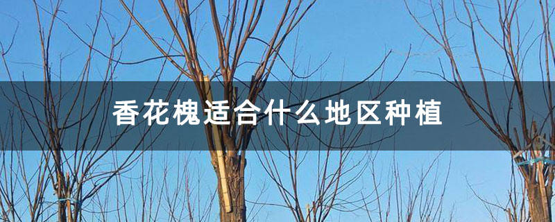 香花槐適合什么地區種植 香花槐適合什么地區種植