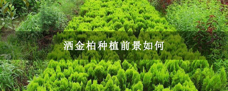 灑金柏種植前景如何 灑金柏種植前景如何