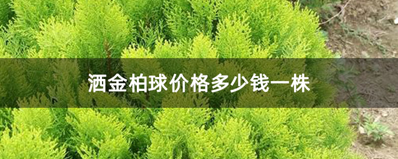 灑金柏球價格多少錢一株 灑金柏球價格多少錢一株