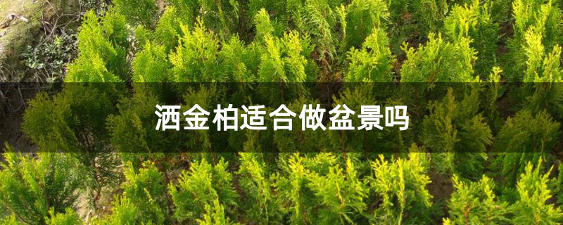 灑金柏適合做盆景嗎 灑金柏適合做盆景嗎