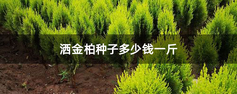 灑金柏種子多少錢一斤 灑金柏種子多少錢一斤