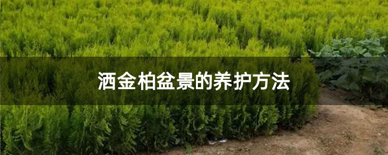 灑金柏盆景的養護方法 灑金柏盆景的養護方法