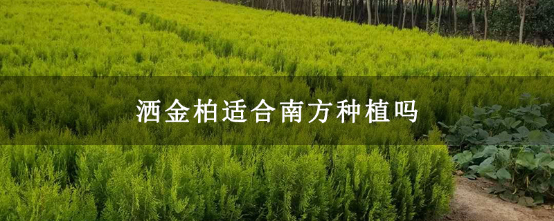 灑金柏適合南方種植嗎 灑金柏適合南方種植嗎