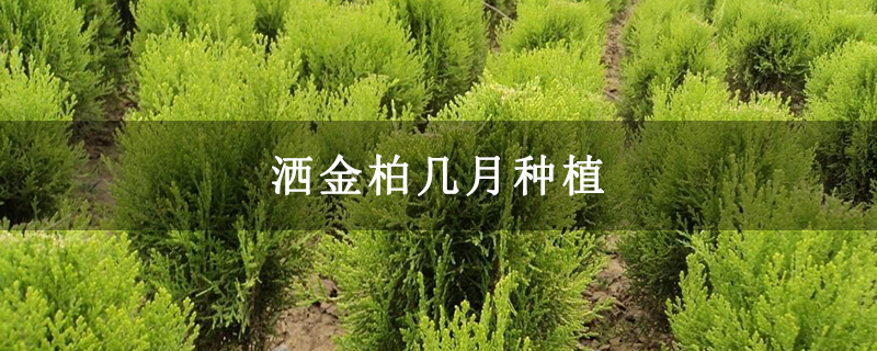 灑金柏幾月種植 灑金柏幾月種植