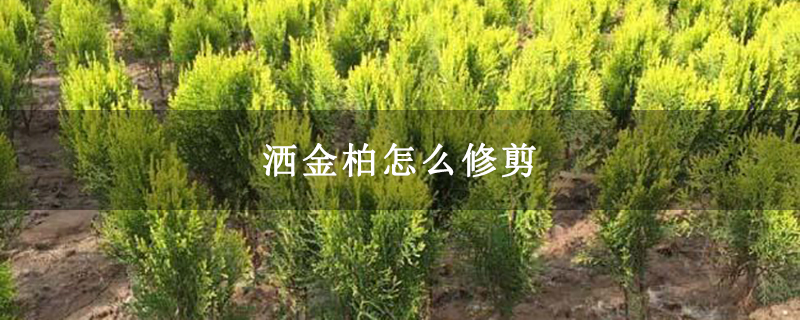 灑金柏怎么修剪 灑金柏怎么修剪