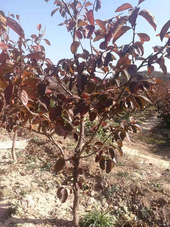 紫葉稠李前景如何?紫葉稠李市場前景分析 紫葉稠李前景如何?紫葉稠李市場前景分析