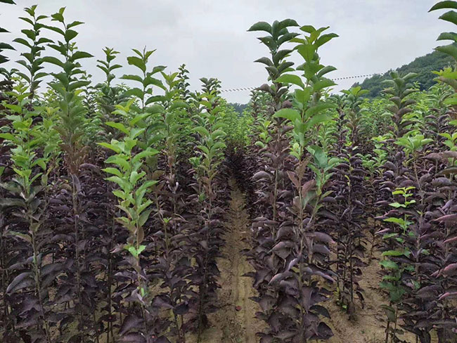 紫葉稠李前景如何?紫葉稠李市場前景分析 紫葉稠李前景如何?紫葉稠李市場前景分析