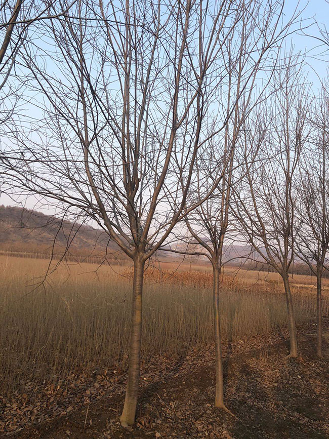 紫葉稠李前景如何?紫葉稠李市場前景分析 紫葉稠李前景如何?紫葉稠李市場前景分析