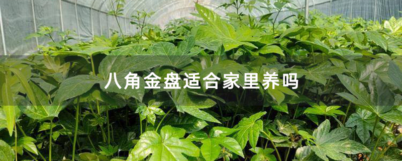 八角金盤適合家里養嗎 八角金盤適合家里養嗎