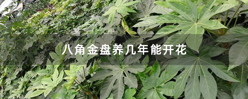 八角金盤養幾年能開花 八角金盤養幾年能開花