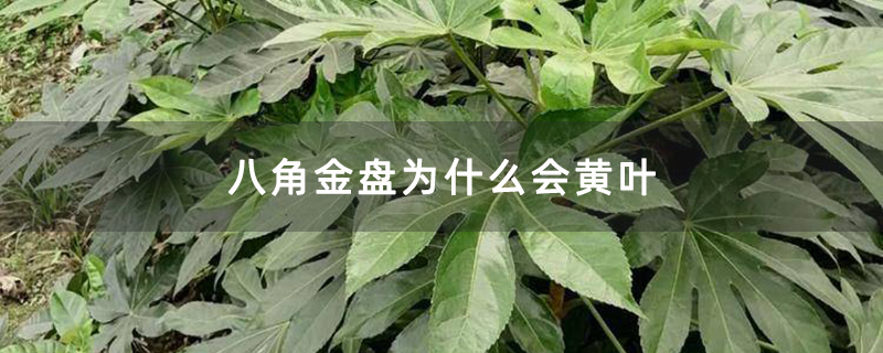 八角金盤為什么會黃葉 八角金盤為什么會黃葉