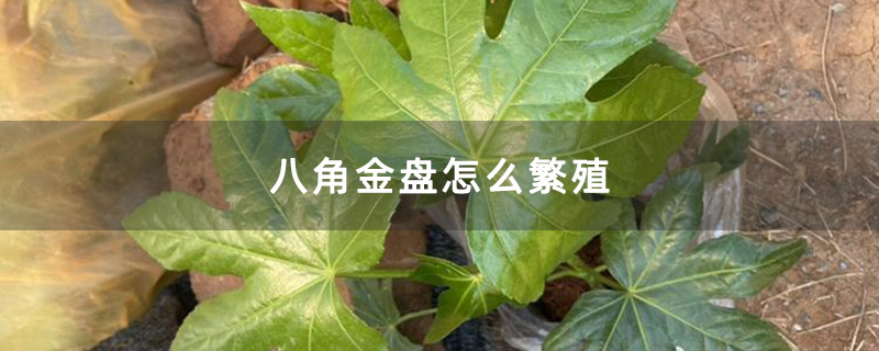 八角金盤怎么繁殖 八角金盤怎么繁殖