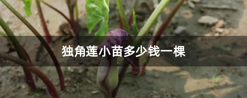 獨角蓮小苗多少錢一棵 獨角蓮小苗多少錢一棵