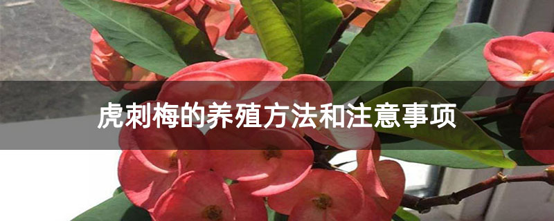 虎刺梅的養殖方法和注意事項 虎刺梅的養殖方法和注意事項