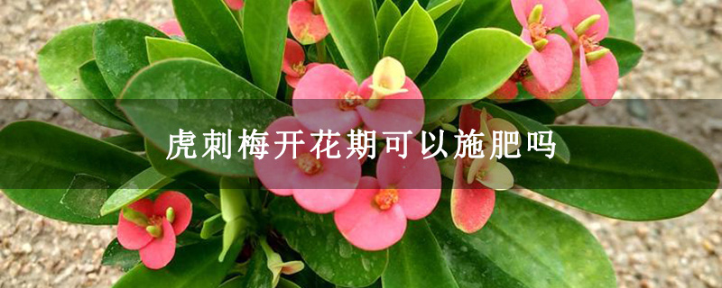 虎刺梅開花期可以施肥嗎 虎刺梅開花期可以施肥嗎