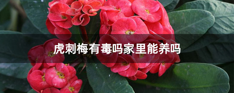 虎刺梅有毒嗎家里能養嗎 虎刺梅有毒嗎家里能養嗎